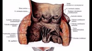 Сердце: топография, строение, кровоснабжение, иннервация, проводящая система