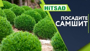 Самшит Посадка и Уход Полезные Советы от Хитсад ТВ