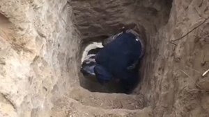 норная охота с паттердейл терьером в Ленинградской области