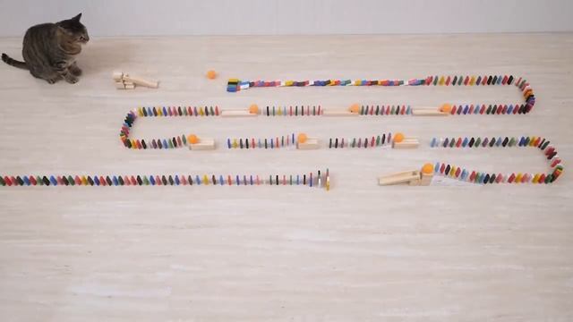 Кошки и пинг понг смотреть онлайн