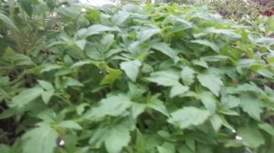 КАКОЙ ХОЛОД МОЖЕТ ВЫДЕРЖАТЬ РАССАДА ТОМАТОВ? Ольга Чернова.