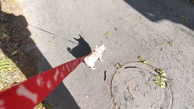 #масянявозвращение...