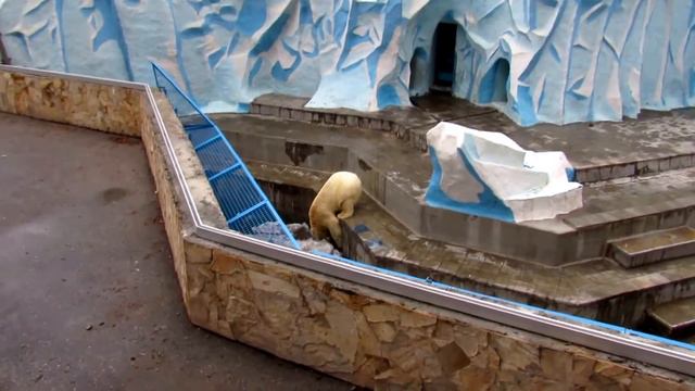 Кай и Герда на даче 23.04.17 Новосибирский зоопарк смотреть онлайн