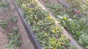 Пережили заморозки -3, сбор клубники Мурано и Кабрило 28 октября.