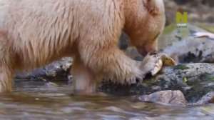 Как выживают медведи. Мир дикой природы. | Viasat nature.