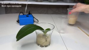 Спасти орхидею Корни орхидеи высохли сгнили