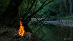 Почему у каланхоэ чернеют листья?