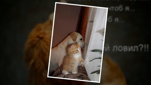 Рыженький котенок- Ольга Резниченко