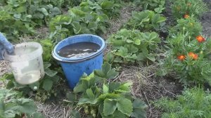 подкормка садовой земляники во время плодоношения