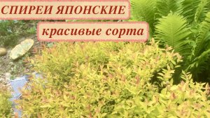 СПИРЕИ ЯПОНСКИЕ В НАШЕМ САДУ. ОБЗОР КРАСИВЫХ СОРТОВ И НОВИНОК.