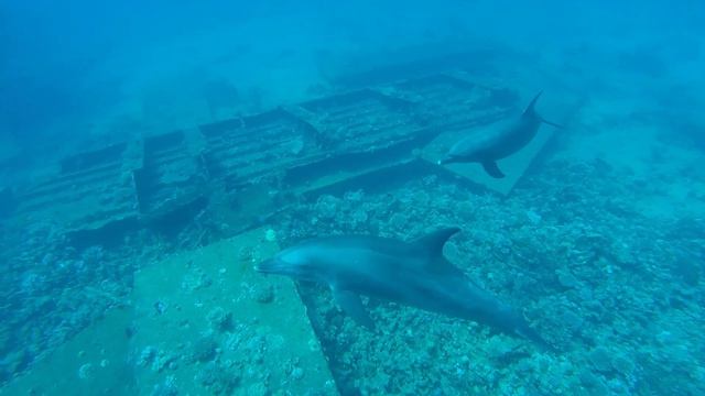 Giannis D Wreck Dolphins Дельфины  Full HD 1080 Abu Nuhas смотреть онлайн