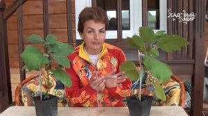 Почему опадают цветы у баклажанов  Искусственное опыление