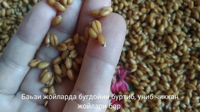 Как проращивать пшеницу дома.Уй шароитида бугдой ундириш.