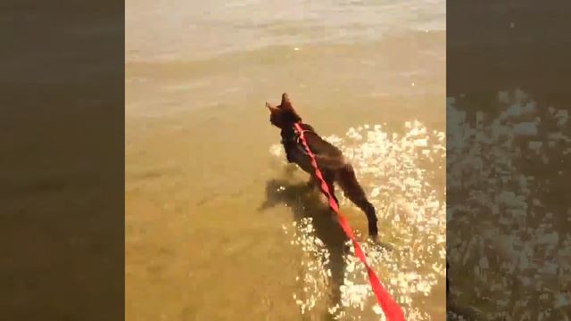 Абиссинские котята, питомник СПб. Питомник Gold Vein. смотреть онлайн