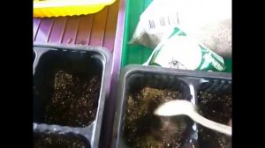 Черенки хризантем, укоренение.