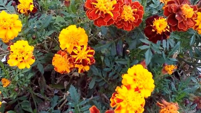 ???Последние цветы октября ??? смотреть онлайн