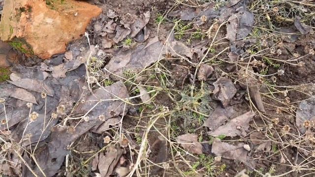 Розы после зимовки//Надо срочно лечить//?????//27.03.23 смотреть онлайн