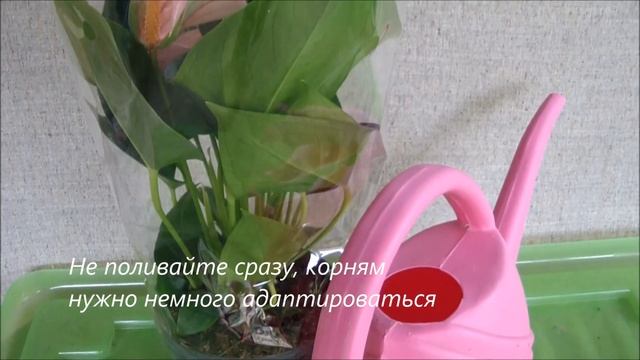 Цветы после покупки: рекомендации по уходу смотреть онлайн