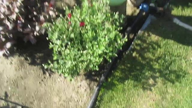 Обзорчик сада на 27 июля в Гостях у Елены смотреть онлайн