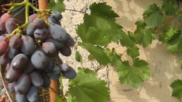 Виноград сорт Маршал Жуков смотреть онлайн