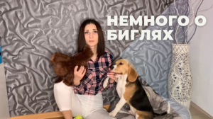 Немного о биглях