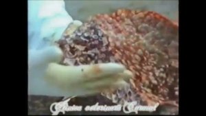 Альвеолярный эхинококкоз лекгих