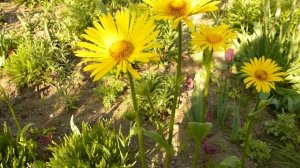 Жёлтая ромашка(дороникум).