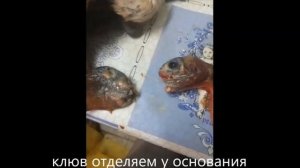 собираем чучело утки луток или малый крохаль