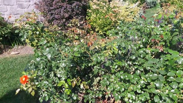 Сад в жару. Розы. Гортензии. смотреть онлайн