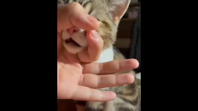 СМЕШНЫЕ КАДРЫ ИЗ ЖИЗНИ ЖИВОТНЫХ) #СМЕХЖИЗНЬ