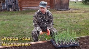 Условия для высадки рассады лука Эксибишен