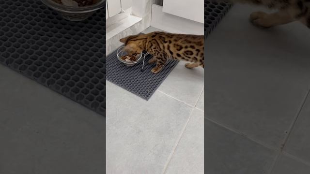 Любимое лакомство для бенгальских кошек #бенгальскаякошка #милота #2023 #котенок #cat