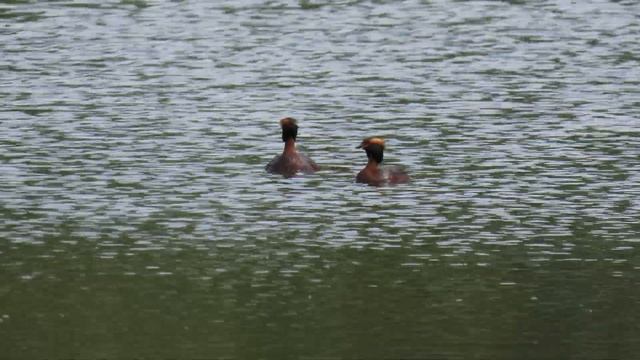 Красношейная поганка (Podiceps auritus) смотреть онлайн