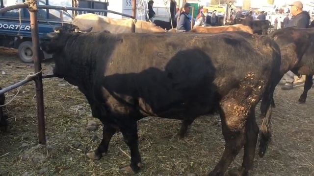 #Сокулукский#скотный#рынок 18.10.2020 сокулук мал базары гигант букалар ???