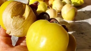 Состав ягод физалиса? Полезные свойства и применение