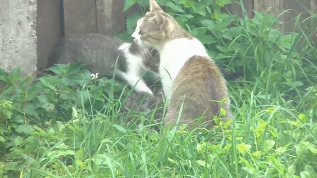 ВИНИЛИНСКИ ПРЕДСТАВЛЯЕТ: Кошки живут рядом. (The cats are next to us) смотреть онлайн