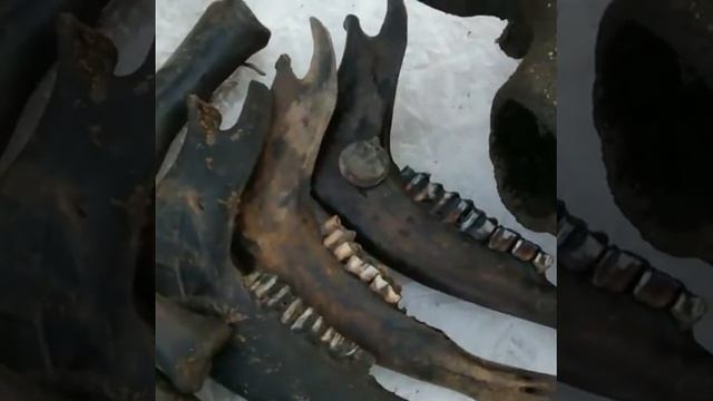 Bones and stones ! смотреть онлайн