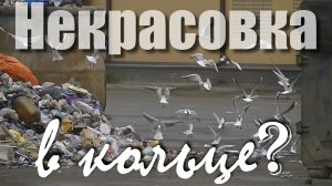 Чайки в Некрасовке как показатель экологии.