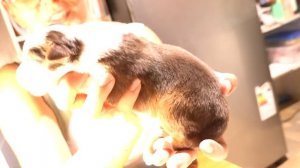 Родились щенки Австралийской Овчарки АУСИ