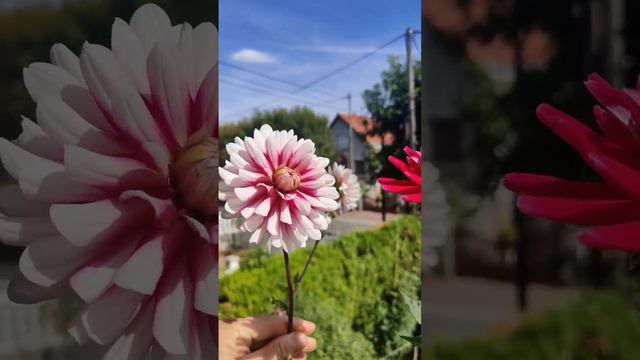 Beautiful Dahlia on my balcony | 自家阳台美丽的大丽花 | De jolies Dahlias sur mon balcon