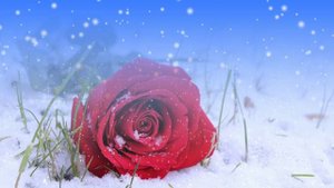 Футаж. Цветы на снегу 3
