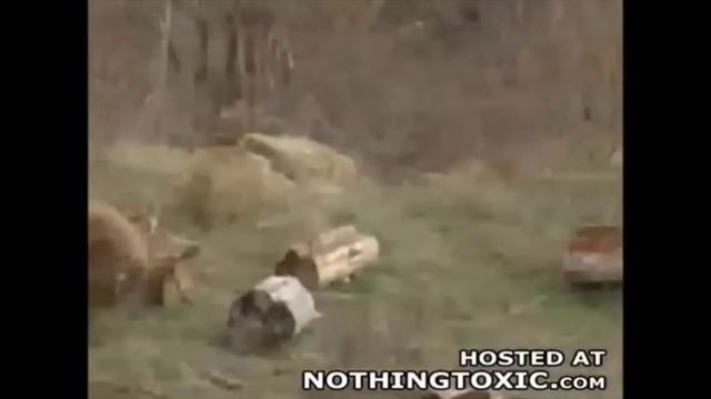 Медведь нападает на людей смотреть онлайн