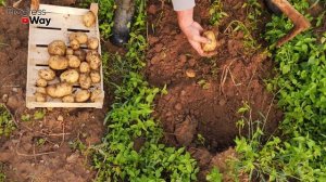 Что будет, если опоздать с уборкой картофеля?