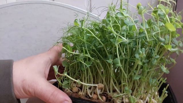 Микрозелень гороха. Лайфхак. Второй урожай