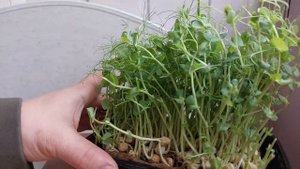 Микрозелень гороха. Лайфхак. Второй урожай