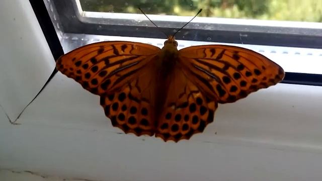 Гигантская бабочка вошел в дом. красивые бабочки. насекомые дома смотреть онлайн