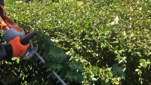 ?? ✂️⚡️STIHL  HSE 71