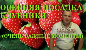 ОСЕННЯЯ ПОСАДКА КЛУБНИКИ
