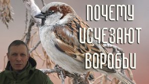 8 причин, почему исчезают воробьи / Репортаж орнитолога