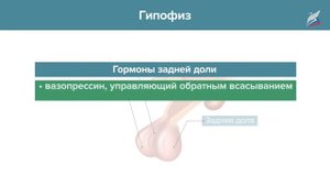 Гуморальная регуляция